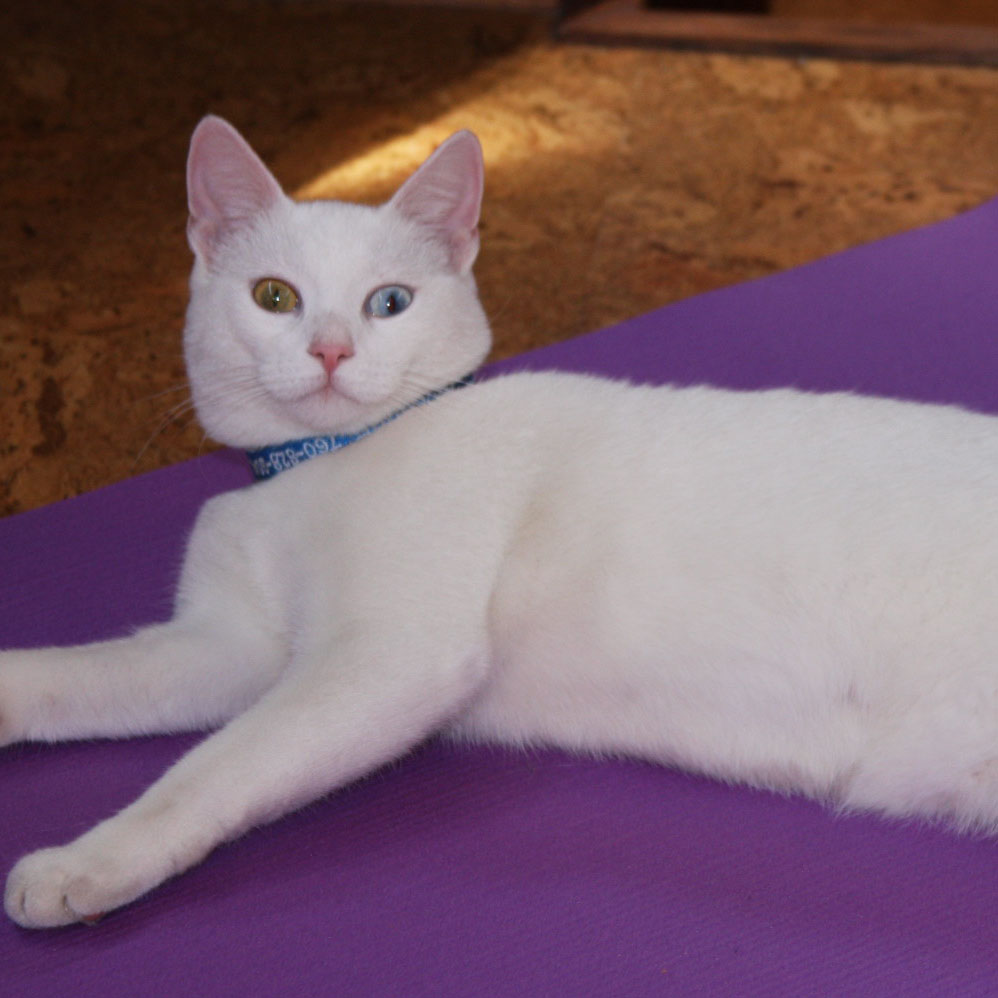 Cat doing Shavasana