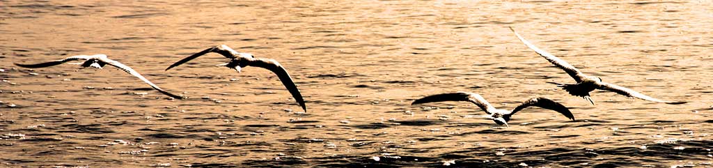 Flying pelicans over the sunlit ocean
