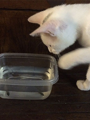 Bowl of water with small fish in it and kitten batting at them.