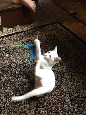 Kitten playing with a feater on a string.