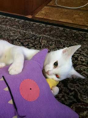 Kitten playing with a stuffed toy.
