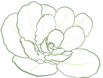cabbage