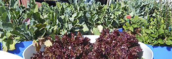 garden greens