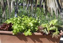 Lettuces