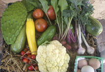 Vegetable Medley