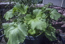 Vegetable Greens