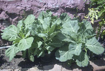 Vegetable Greens