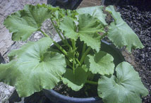 Vegetable Greens