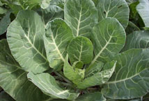 Cabbage