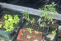 Vegetable Greens