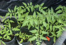 Vegetable Greens