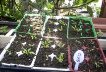 Vegetable Greens