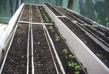 Vegetable Greens