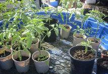 Vegetable Greens