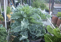 Vegetable Greens