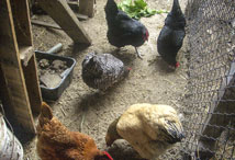 Chickens