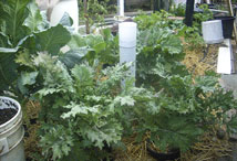 Vegetable Greens