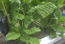 Vegetable Greens