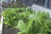 Vegetable Greens