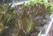 Vegetable Greens