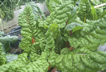 Vegetable Greens