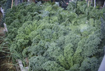 Vegetable Greens