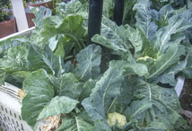 Vegetable Greens