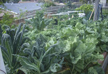 Vegetable Greens