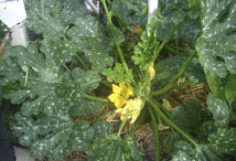 Vegetable Greens