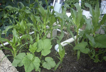 Vegetable Greens