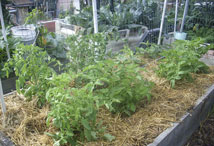 Vegetable Greens