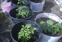 Vegetable Greens