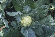 Vegetable Greens