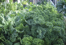 Vegetable Greens