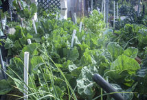 Vegetable Greens