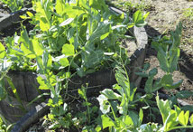 Vegetable Greens