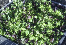 Vegetable Greens