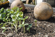 Vegetable Greens