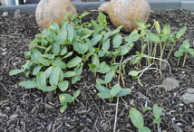 Vegetable Greens