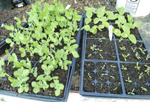 Vegetable Greens