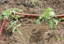 Vegetable Greens