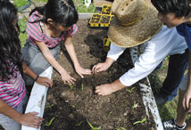 Vegetable Greens