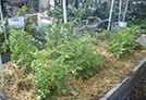 Plants in one planter