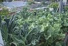 Garden plants