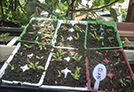 Tomato plants