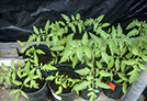 Young plants in planters