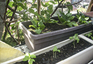 Tomato plants