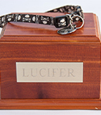 Cremated Cat in a box