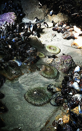 sea urchins with link to musts page