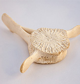 Pilot whale spine bone